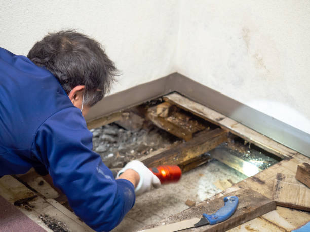 Reliable Winchester, CA Mold Remediation Solutions